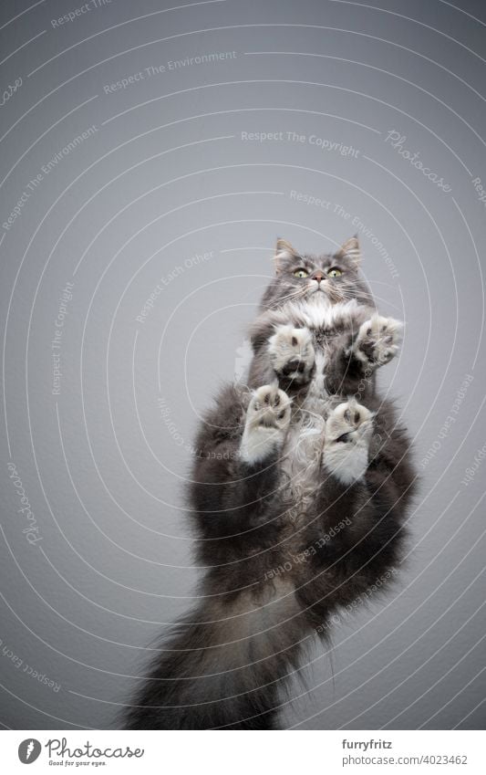 fluffy longhair cat sitting on glass table bottom view directly below invisible copy space gray paws funny looking fur feline portrait one animal transparent