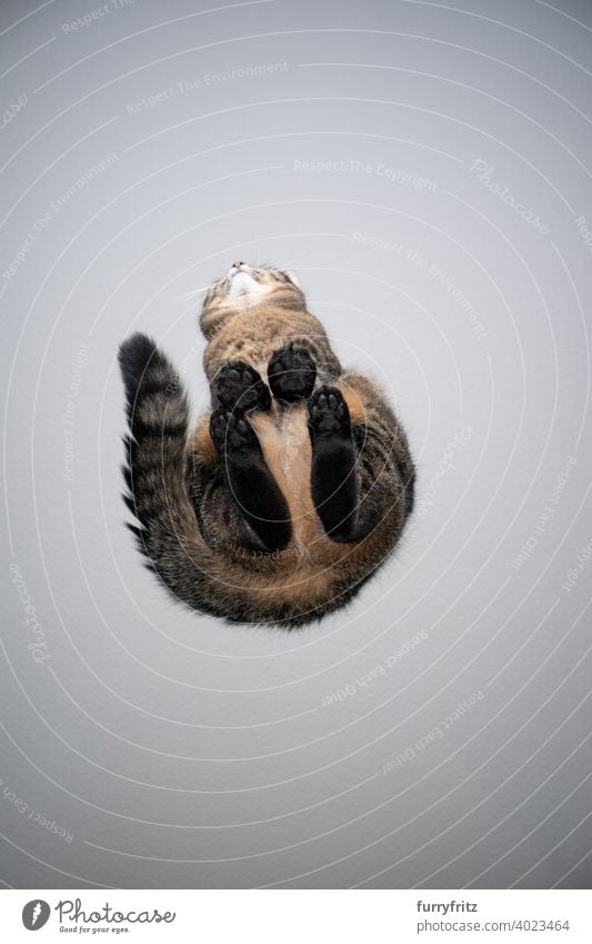 bottom view of tabby cat sitting on glass table directly below invisible copy space gray white shorthair cat brown paws funny looking tail fur feline portrait