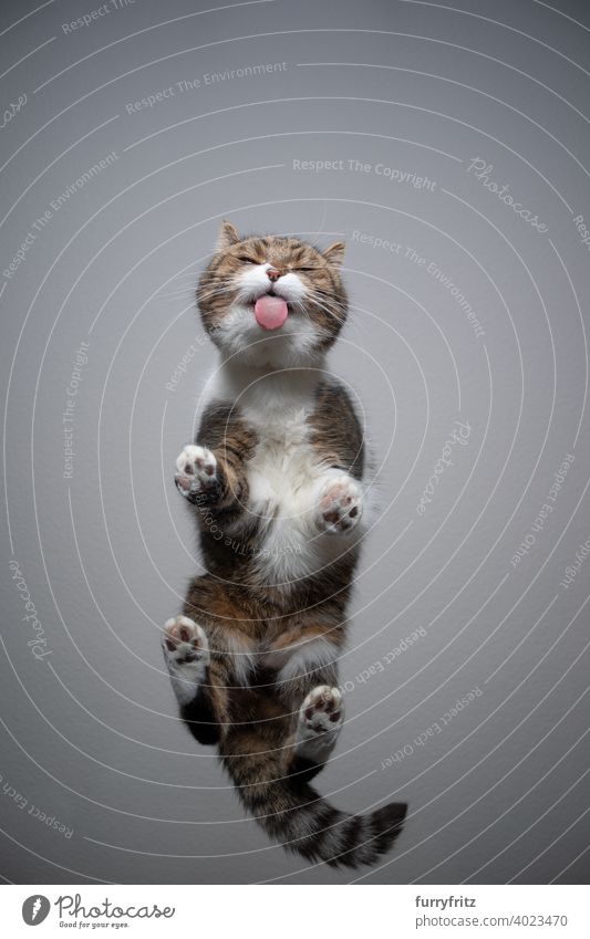 cat standing on transparent table licking glass with copy space glass table bottom view directly below invisible gray tabby white british shorthair cat paws