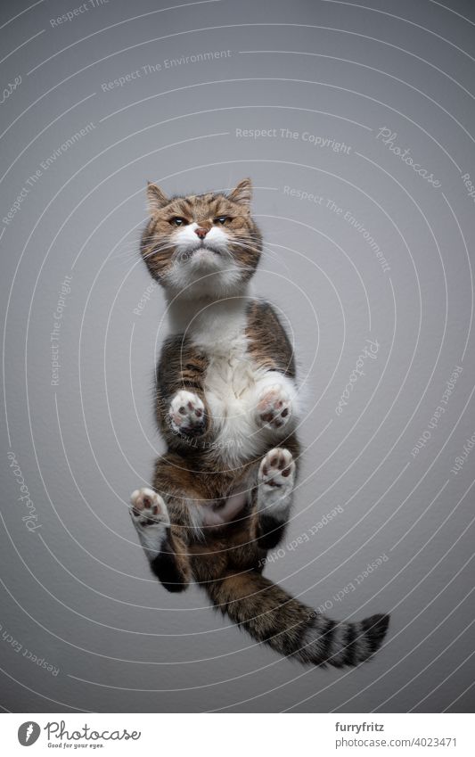 bottom view of cat standing on glass table with copy space directly below invisible gray tabby white british shorthair cat paws funny looking at camera tail fur