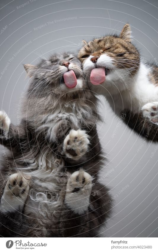 two funny cats licking glass table bottom view directly below invisible copy space gray tabby white british shorthair maine coon cat blue tabby longhair cat
