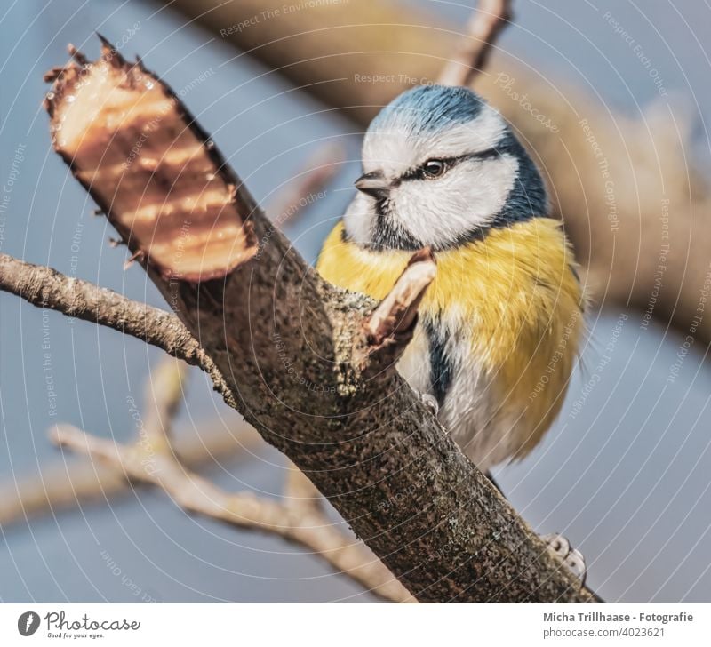 Blue Tit in Tree Tit mouse Cyanistes caeruleus Bird Animal face Head Beak Eyes Feather Plumed Grand piano Claw Wild animal Twigs and branches Nature