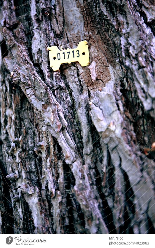 tree counting Tree Garden Digits and numbers Label Environmental protection Tree trunk Forestry Numbers Tree bark Wood Forest death Timber Signs and labeling