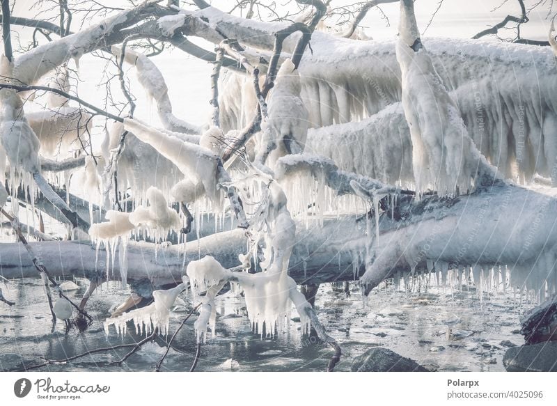 Icicles on a frozen tree by the seashore branch melt northern cool seasonal freeze nobody december beauty snowy icing temperature clear outdoors january shiny