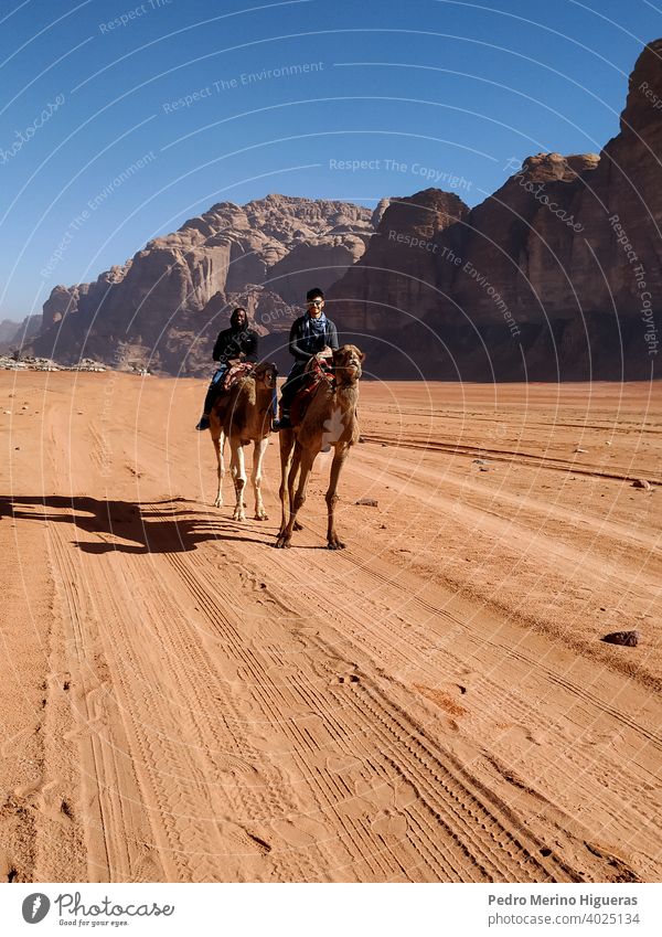 Two men riding camel in the wadi rum desert. Jordan dune jordan arabia sand life mount arabian blue wilderness east rock human animal muslim happy asia ride