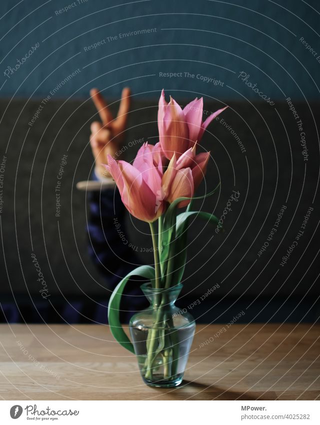flowerpower Tulip Tulip blossom Hand Child Vase Table Spring flower Flower Blossom Bouquet Blossoming Plant Decoration peace sign Fingers Hide background