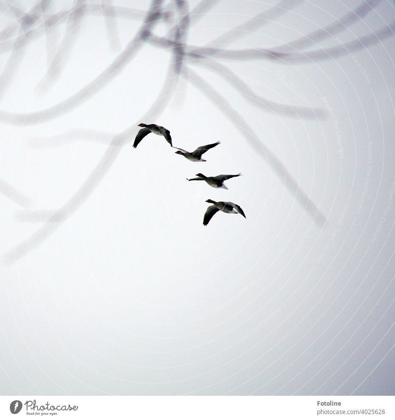 Everything that flies III - Geese fly in a row Flying Nature Sky Bird Exterior shot Wild animal Colour photo Animal Deserted Migratory bird Autumn Flock