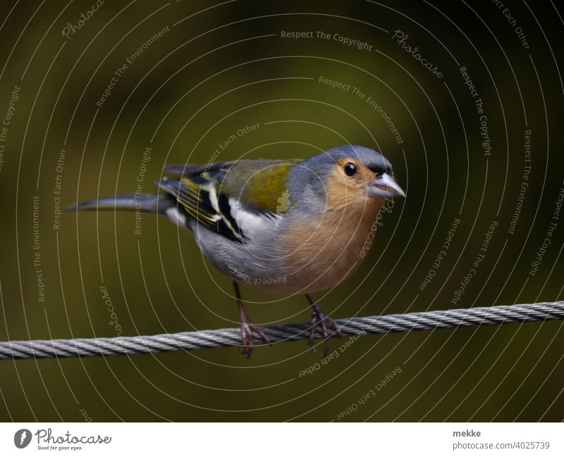 Madeira Chaffinch on a wire rope Finch Bird Animal Animal portrait birds Finches Nature Sit songbird Plumed Looking Close-up Grand piano granivore animals