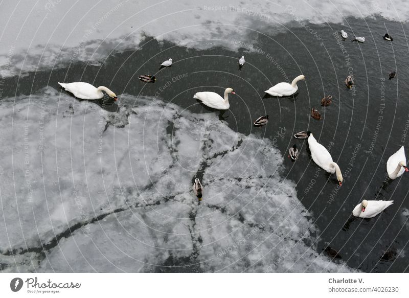 Swans in the ice channel swans ducks Duck birds gulls waterfowls Nature Bird Animal Exterior shot Water Wildlife White Gray Wild animal Environment Day Deserted
