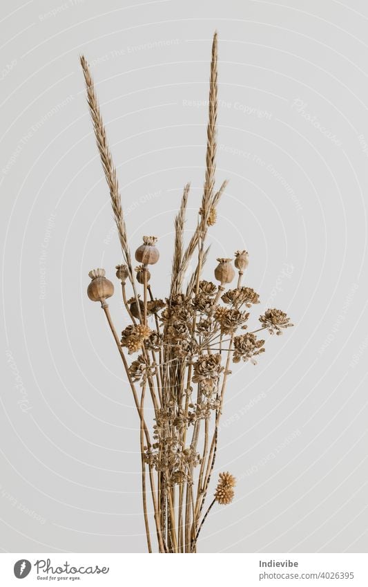 Brown wild dried flower bouquet on white background. Dried poppy head, pampas and grass. isolated spring flowers nature decoration blossom floral green