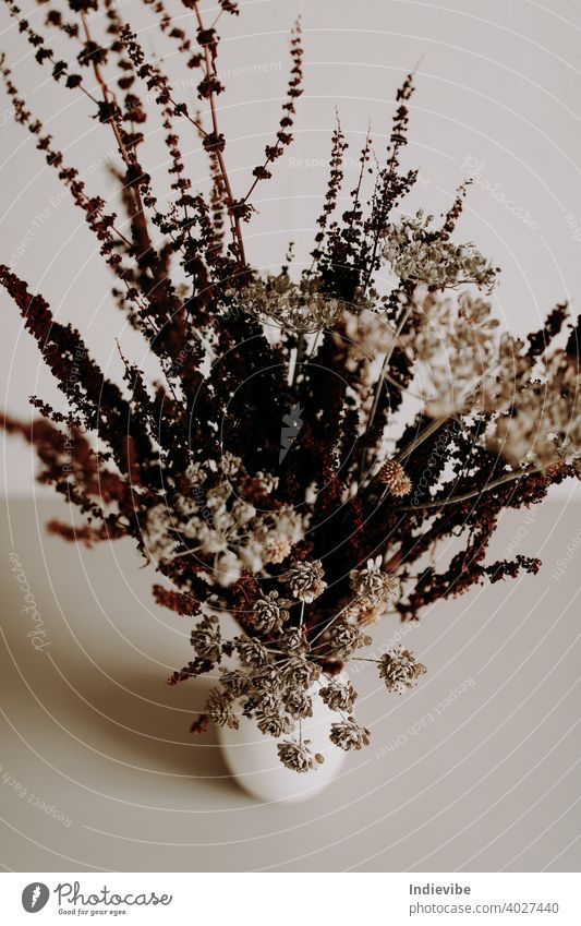 Brown wild dried flower in ceramic vase closeup on white background bouquet isolated spring flowers nature decoration blossom floral green beautiful beauty