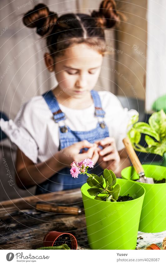 Little concentrated girl with hairbuns is planting a flower in a flowerpot. Spring indoor activity. Caucasian ethnicity. Front view. Vertical shot. Selective focus