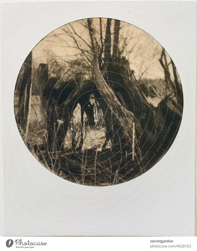 Wood in front of the hut Tree dead Polaroid Analog Tree trunk Environment Nature Exterior shot Tree bark Deserted Detail Close-up Forest Structures and shapes