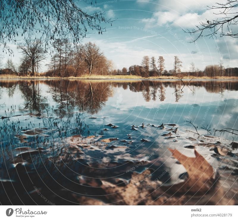 Still Water Panorama (View) Long shot Sunlight Reflection Light Day Copy Space bottom Copy Space top Freedom Far-off places Lakeside Elements Plant Landscape
