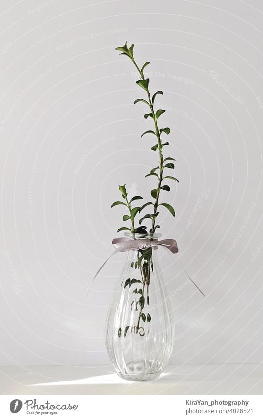 Modern transparent glass vase with plant on white still life minimal style nobody shadow interior light leak modern style yellow object flower morning clear