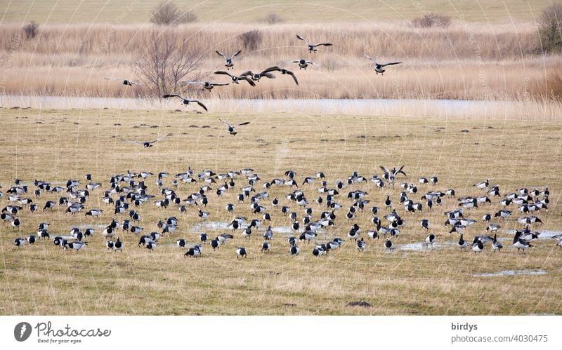 A flock of barnacle geese , white-cheeked geese on the salt marshes at the North German Wadden Sea Barnacle Geese White-cheeked Geese Flock of Geese
