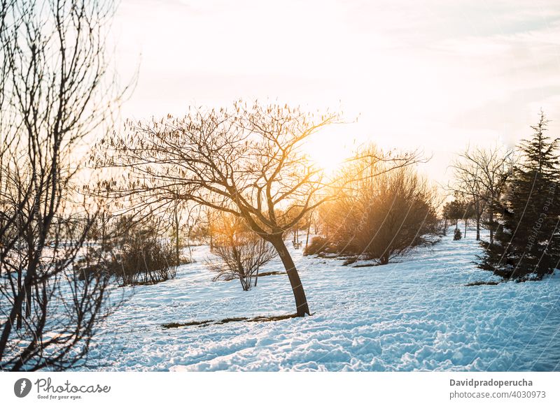 Sunset in snowy winter countryside sunset tree meadow forest leafless nature landscape scenery sunlight cold evening season weather scenic environment sundown