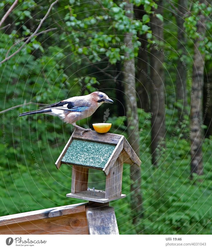 Hungry jay patiently waiting for his lunch. Jay Birdseed Chuck House Edge of the forest eyeball to eyeball hunger patience smilingly Garden Garrulus glandarius