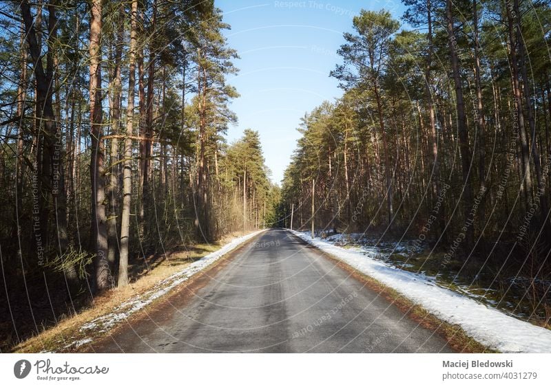 Asphalt road in forest on a sunny winter day. asphalt drive trip journey travel woods landscape snow tree season way weather nature scenic