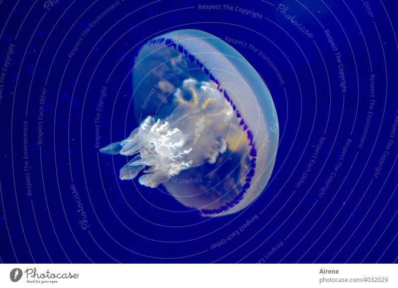 floating state Jellyfish Illuminate Marine animal Blue Ocean Poison Animal Underwater photo Neutral Background Artificial light gelatinous Exceptional Water