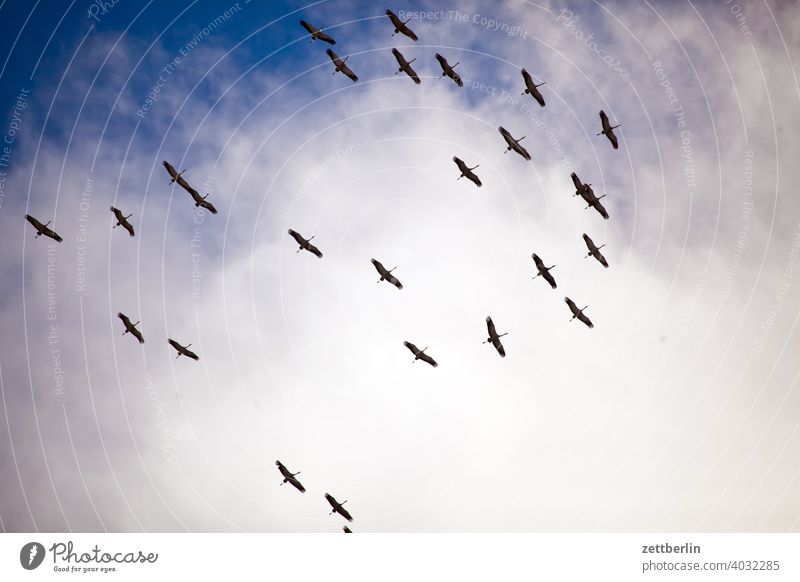 cranes Flying Formation Spring heralds of spring Sky Crane Holiday season shoofy Flock Bird Flock of birds cloud Migratory bird flight picture Nature Animal
