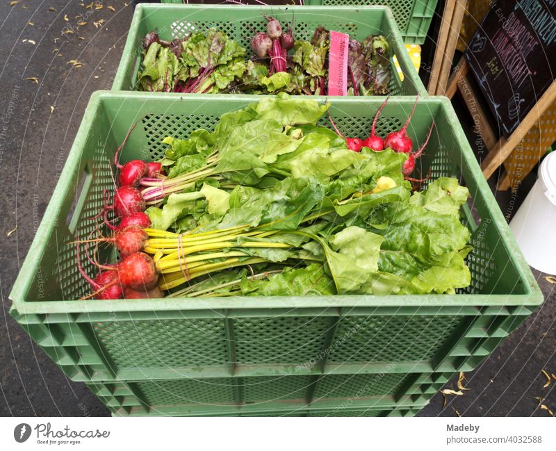 Green plastic box with fresh radishes at the weekly market in Prenzlauer Berg in the capital Berlin Radish Harvest Friusche Vegetable Markets Farmer's market