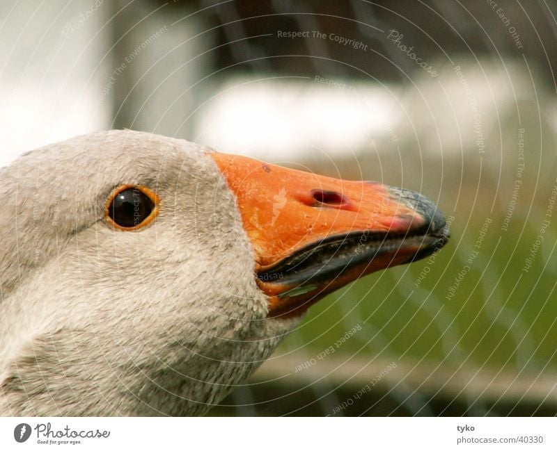 all goose the Agathe Goose Bird Poultry Gray lag goose Guard Beak Profile Battle Goose