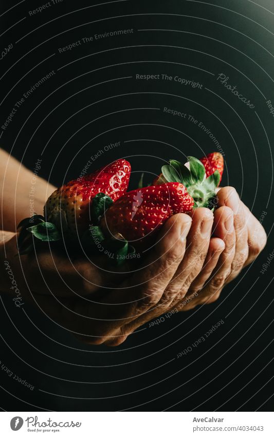 Old woman hands grabbing a bunch of super red strawberries over a black background strawberry colorful minimalism wallpaper horizontal dieting colours layout