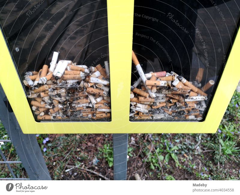 Vote with cigarette butts in a glass yellow framed box at Goethe University in Frankfurt am Main in Hesse, Germany Cigarette smoking tilt Ashtray Box Frame