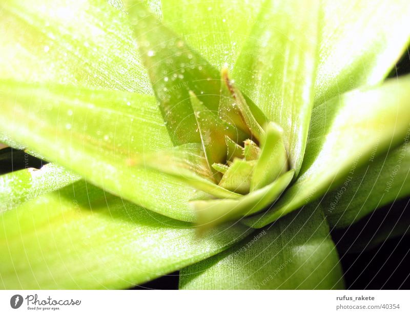 pineapple green Leaf Fine particles Green Depth of field Blossom Pineapple Macro (Extreme close-up)