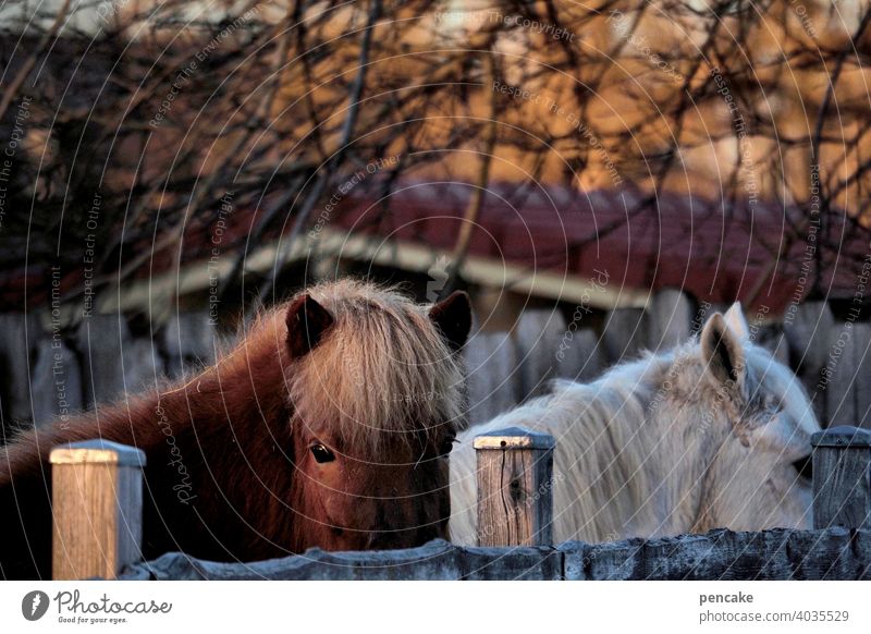 (k)ein ponyhof Pony Pferd Stall Gatter Zaun Abendsonne Bäume Augen Anschnitt Natur Tierportrait Ponyhof