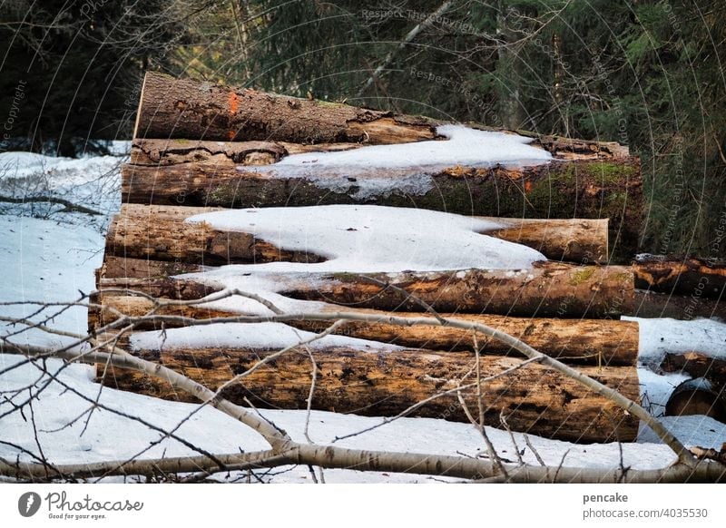 resterampe Baumstämme Wald Schnee Schneeschmelze Frühling liegen Stapel Baumstapel Holz Holzstapel Schneereste