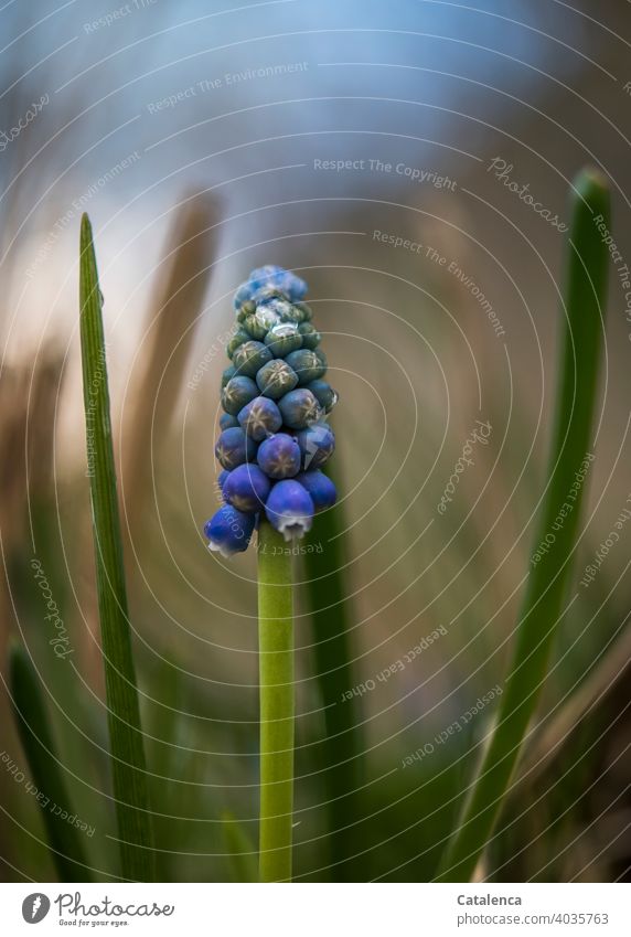 grape hyacinth fade Blossom leave flora Plant Flower blossoms Garden Spring Day daylight purple Violet Green wax Nature Leaf Hyacinthus Muscari asparaguses Sky