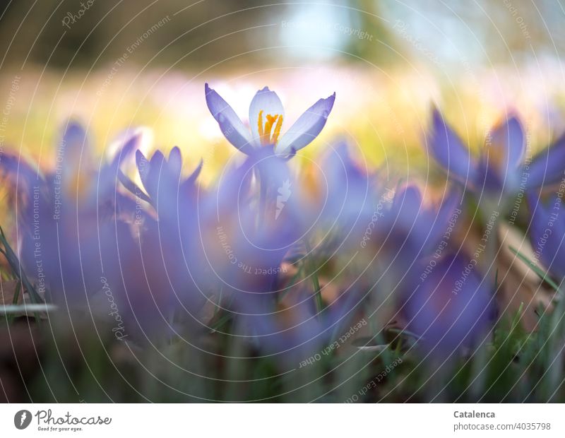 Crocuses on a sunny spring day Nature wax Green Violet purple daylight Day Spring Garden blossom blossoms Grass Flower Plant flora Blossom leave Sky Orange fade
