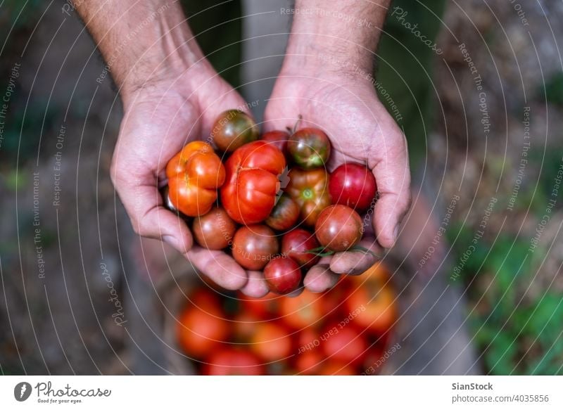 Fresh small, red tomatoes in farmer hands, top view garden gardening healthy food green harvest organic agriculture summer plant basket fresh natural ripe