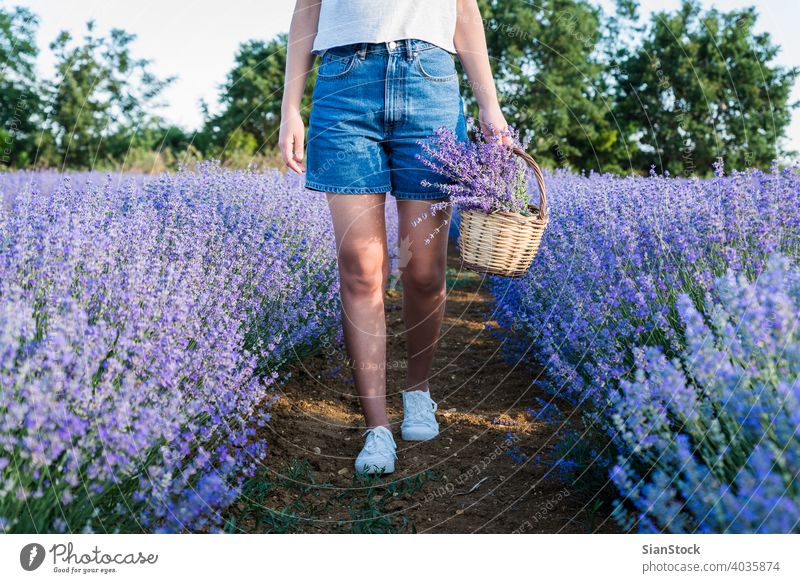 Young woman holding wicker basket with lavender flowers in field sun natural girl purple outdoors bouquet nature herbal floral meadow day female provence bloom
