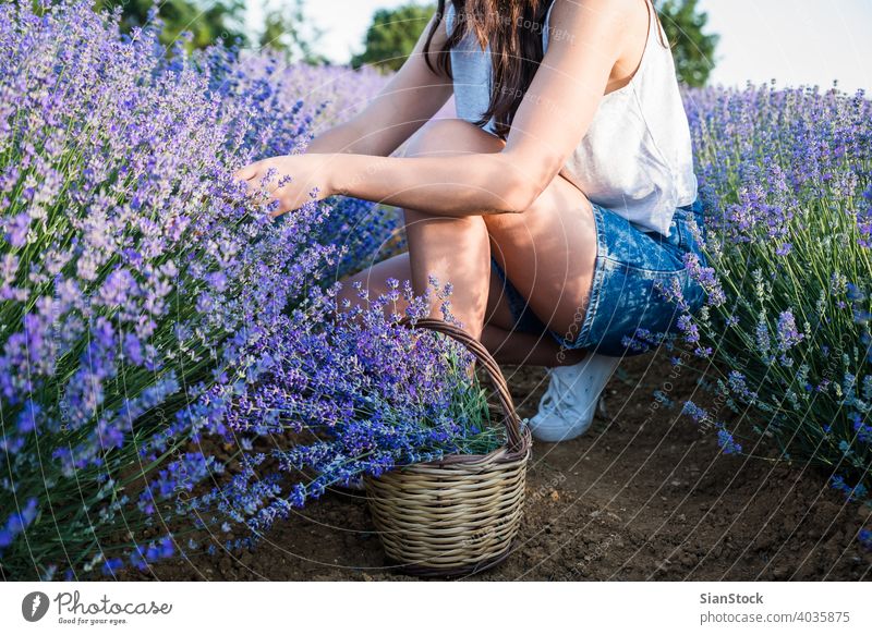 Young woman harvest lavender flowers in field basket sun natural girl purple outdoors bouquet nature herbal floral meadow day female provence bloom beautiful