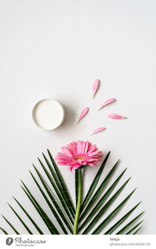 A pink flower, a palm leaf and a cream can on a white background. Cream Tin Flower Pink Spring Cosmetics naturally Personal hygiene Wellness Nature Spa Plant