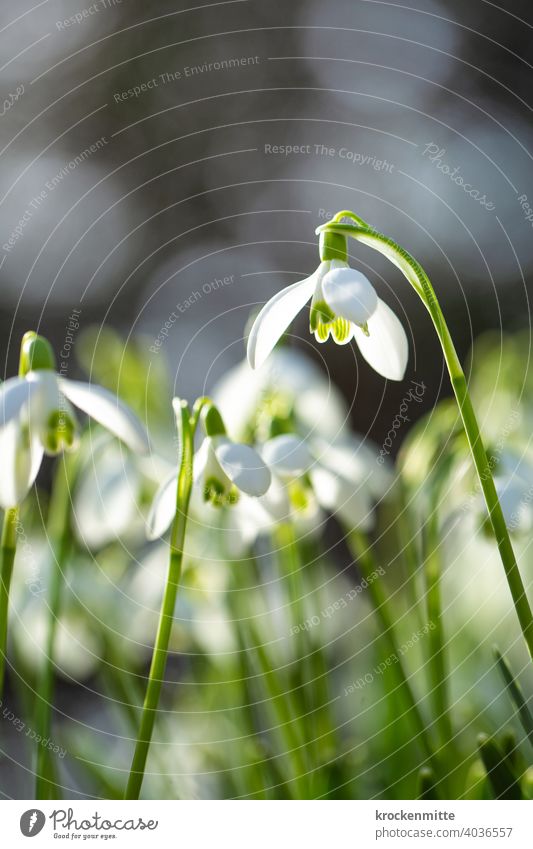 Beginning of spring: snowdrops in the sunlight Snowdrop Spring Blossom Flower Plant Nature Green Colour photo White Exterior shot Day Spring flower