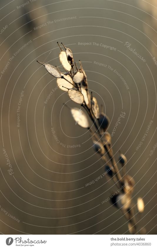 Plant in the sunset Sunset Nature Exterior shot Colour photo Deserted Shallow depth of field