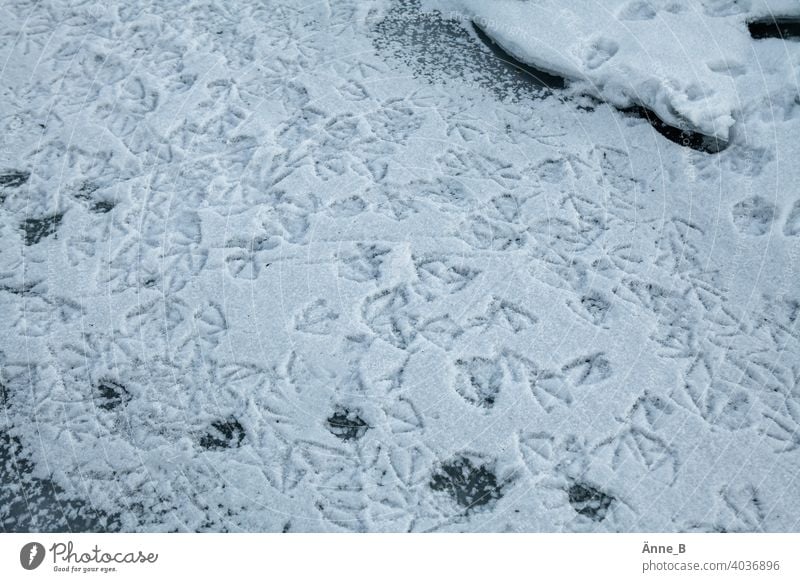 Duck walk - Tracks in the snow Snow Ice Body of water Lake River Frozen Ice sheet duck feet footprints Movement Restless Walking Waddle Imprint webbed membranes