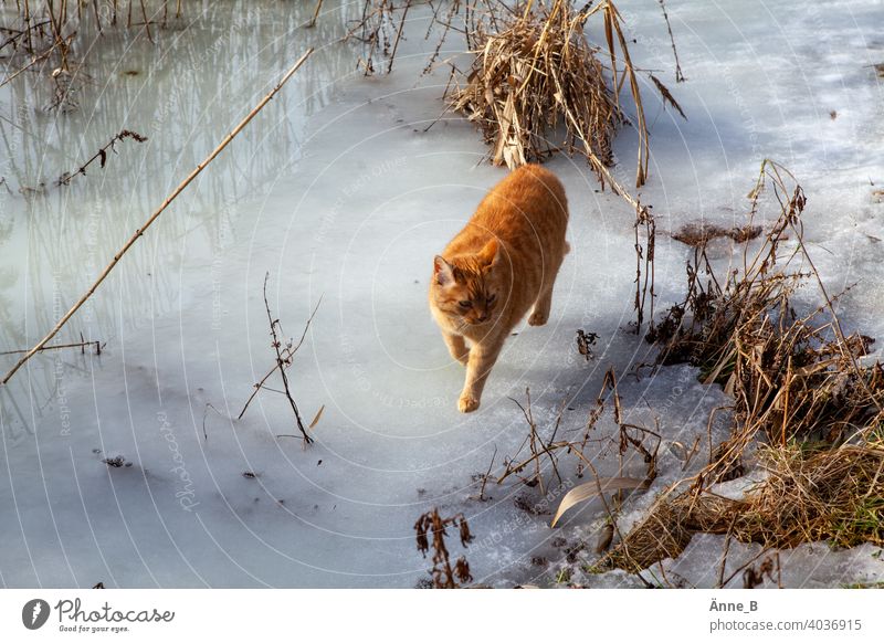 Red hangover on ice Cat Red-haired Pelt Coat color White Beige undergrowth Water Frozen surface Animal portrait Pet Domestic cat Observe Curiosity Looking