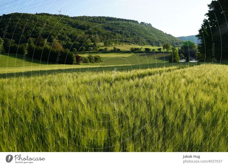 Grain field in the evening sun of southern Germany Landscape Field Agriculture Barley Wheat Nature Swabian Jura mountains Forest Southern Germany