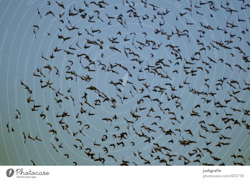 swarm Sky Animal Wild animal Bird Flock Flying Together Natural Blue Nature Colour photo Subdued colour Exterior shot Day
