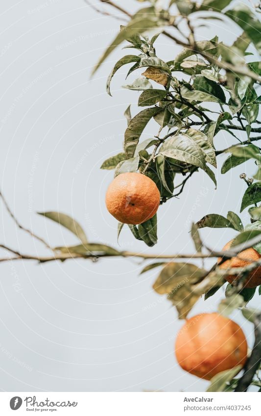 A single orange hanging from a tree with a clear sky as background nature citrus green ripe fruit sweet organic food natural leaf garden fresh plant tangerine