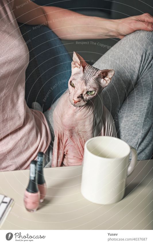The cat sits on the owners lap. A man and his pet. Friendship with animals. Love and care for pets. Sphynx cat. Hairless cat. Vertical shot friendship domestic