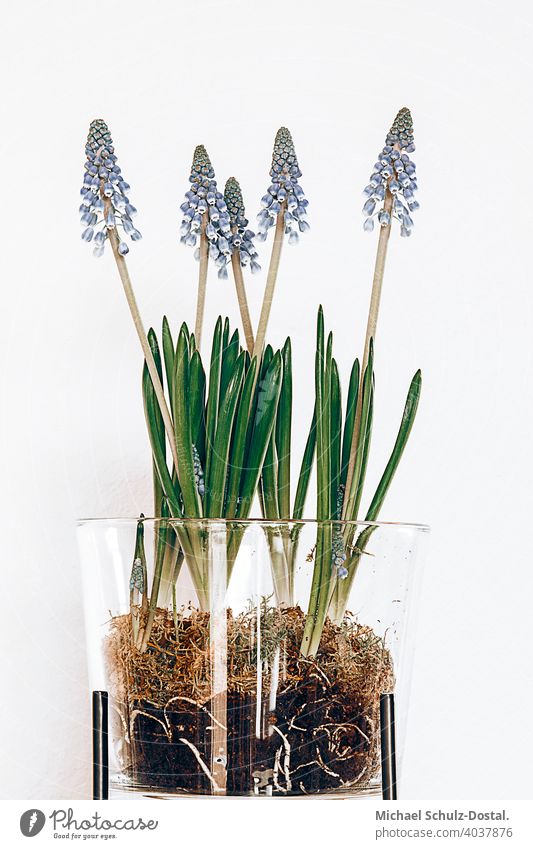 Pearl hyacinths in a transparent container Flower Plant Ornamental plant pretty Calm flower schedules calm quiet Green green silent Still Life decoration Blue
