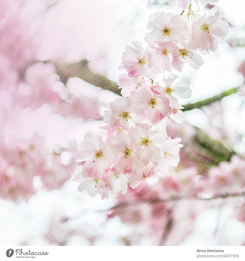Close up of Pink Blossom Cherry Tree Branch, Sakura Flowers sakura blossom cherry tree spring background flower pink nature white garden season blooming