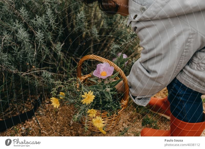 Child picking spring flowers childhood Spring Spring fever Spring flower Basket Pick Authentic Blossoming Meadow Beautiful Garden Nature Colour photo Flower