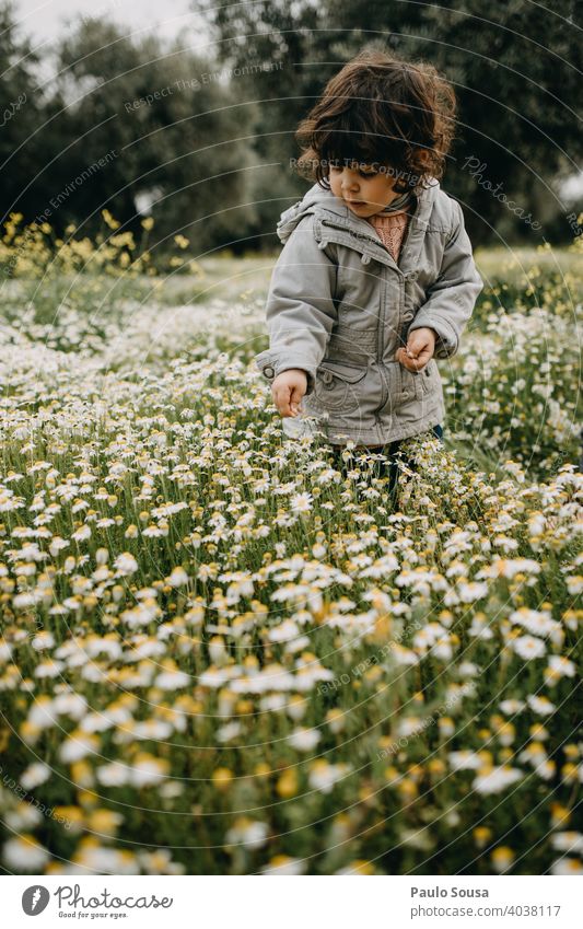Child picking spring flowers Daisy daisy meadow Spring Spring flower Caucasian 1 - 3 years Meadow Flower Summer Grass Nature Green Blossom Plant Flower meadow